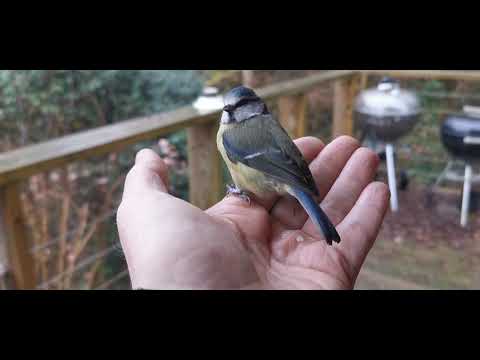Animal rescue - Bluetit window collision - saved!!