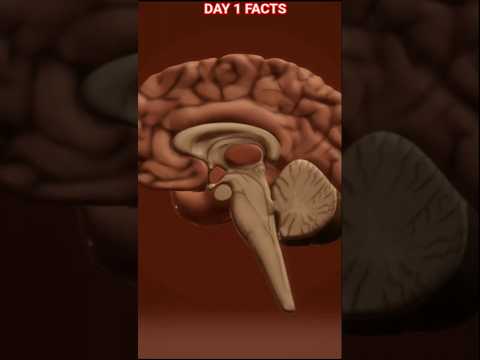 Day 1 facts Brain consume 20% energy  #shorts #medical  #amazingfacts