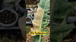 ฟิโลเดนดรอน ใบเลื่อยด่าง Philodendron Ring Of Frie Variegated ไม้ด่าง ไม้ฟอกอากาศ @skyplants