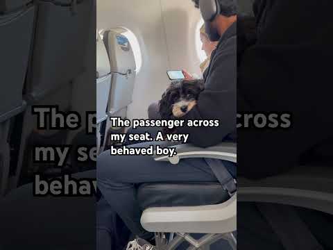 Behaved #dog on board the #airplane