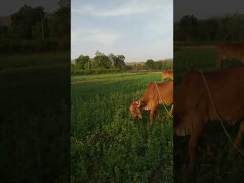 Free Grazing Desi Gir Cows