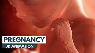 Pregnancy: A Month-By-Month Guide | 3D Animation