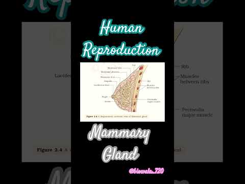 Human Reproduction- Mammary Gland #biology #neet #mammary#shorts#study #selection #motivation#ncert