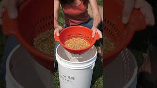Save Money on Chicken Feed with Fermentation! #backyardchickens