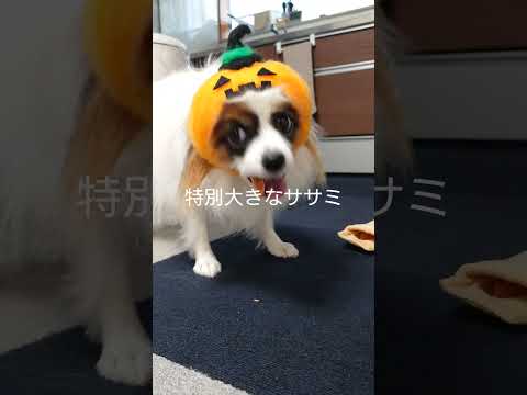 ひょっこり出てきたわんこ #ハロウィン #パピヨン #給料日