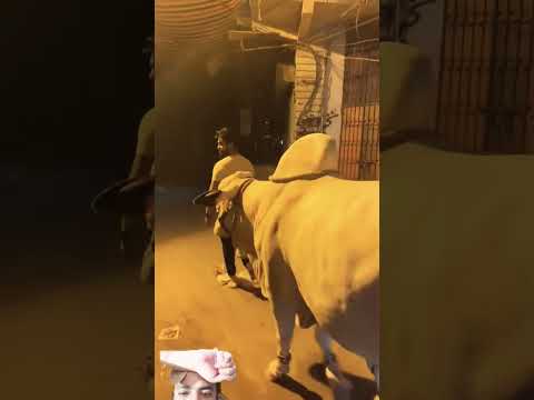 MA Sha Allah full havevy w8 cow#animals #cow #bakramandi #goat #viral #trending #bull #love