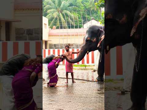 Tamilnadu temple elephant 🐘 blessing 🙌 🙏 #kumbakonam #elephant #beautiful #art #tamilnadutourism