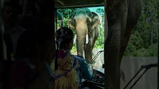 the elephant attack on the bush Highway