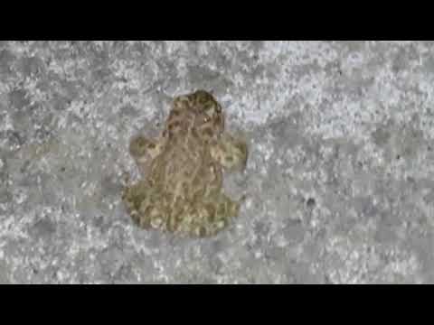 night frogs