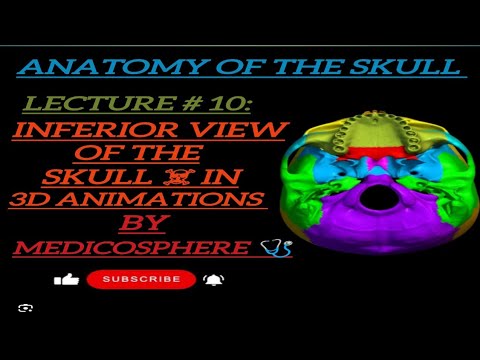 LECTURE # 10: INFERIOR VIEW OF THE SKULL ☠️#3d #animation #medicosphere #anatomy #viralvideo#medicos
