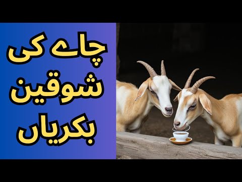 Bakra Bakri Kay liye CHAI | cute goat funny video #bakra @channel #talatjabeenhafeez21oct