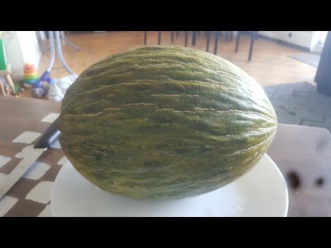 Sweet melon? Have you ever seen this before? 4 August 2024