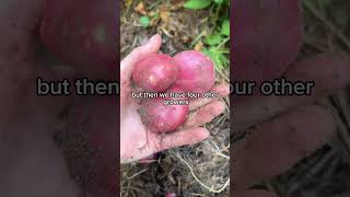 Team effort feeding the locals spuds #regen #organic #growpotatoes #nzfood #organicveg regenfarming