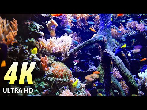 AQUARIUM 4K ULTRA HD Relaxing Sleep Meditation.  Simple Sonata, classical calm music by Sir Cubworth
