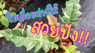 🎉Philodendron Ring of Fire🎉 #ฟิโลเดนดรอนใบเลื่อยด่าง