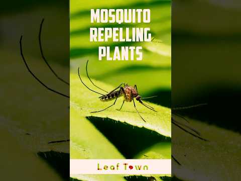 Anti mosquito plants / mosquito-repelling plants