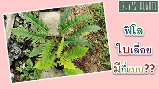 ฟิโลใบเลื่อยมีกี่แบบมาดูกันเลย​ ใบเลื่อยเขียว​ ใบเลื่อยทอง​ ใบเลื่อยด่าง​ Philodendron Ring of fire