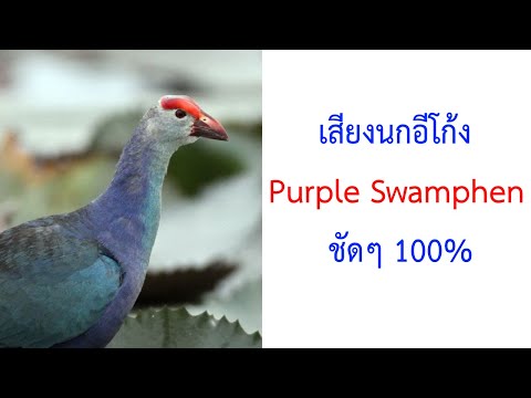 เสียงนกอีโก้ง Purple Swamphen, Purple Gallinule, Purple Swamp-Hen (Porphyrio porphyrio) 2021