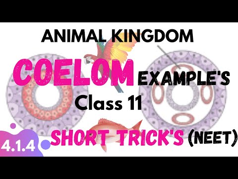 Examples of COELOM | ANIMAL KINGDOM | Neet Short Trick's | Neettrick | CLASS 11 NCERTBiology forNEET