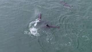 Dolphin Behavior - Rest & Socialising
