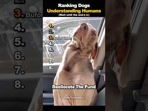 Ranking Dogs Understanding Humans