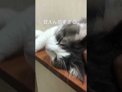 甘えんぼにゃんこ#ノルウェージャンフォレストキャット#cat #猫のいる暮らし