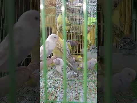 #birds #love #youtubeshorts #trending #youtubevideos#youtube #viral #challenge