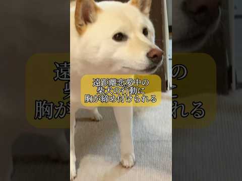 遠距離恋愛中の柴犬が尊すぎました…  #shorts #柴犬 #犬