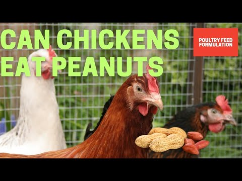 Can Chickens Eat Peanuts?