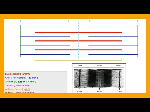 Sarcomere (Muscle) Physiology