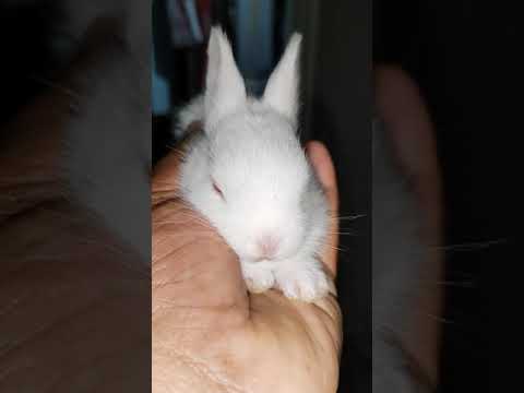 Na Kajre Ki Dhar Na Motiyo Ke Haar #CuteRabbitSong #NaKajreKiDhar #RabbitLove #SHORTS 🐇 Rabbit World