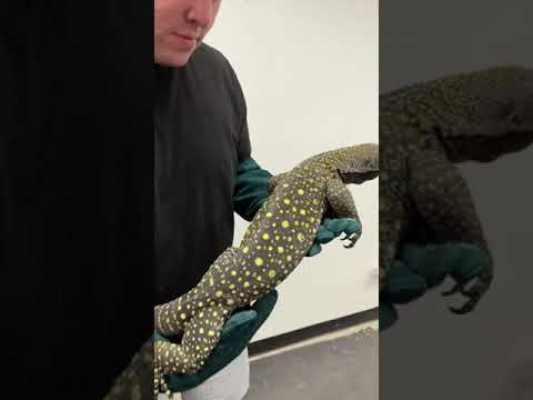 Holding a CROCODILE Monitor?! *INSANE* #shorts