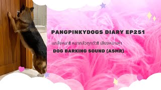 แกล้งหมา! หมากลัวทุกตัว! เสียงหมาเห่า  l Dog barking sound (ASMR) l Pangpinkydogs Diary ep251