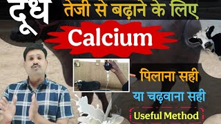 दूध तेजी से बढ़ाने के लिए अच्छा Calcium पिलाना , चढ़ाना 👉🏽 best calcium for milking cow