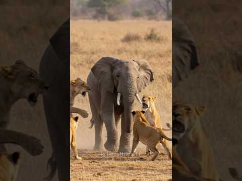 5 Animals That Could Attack An Elephant #wildanimals #shorts #elephants #reels