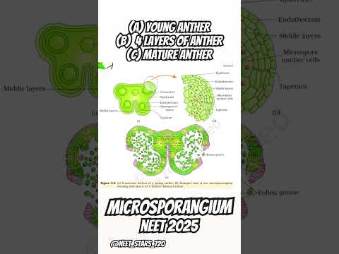 Disection of Anther #motivation #neet #success #biology #ncert #shorts #education #doctor #subscribe