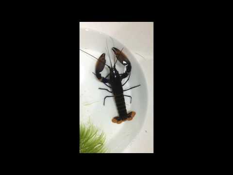 กุ้งสวยงาม Elonto Blue EP.3
