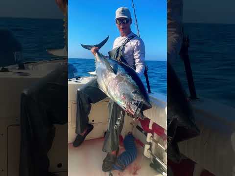 BLUEFIN TUNA on the stick bait! 🤩🍣. #tuna #fishing #socalfoodie