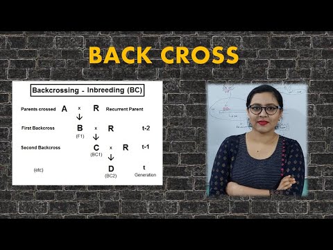 BACK CROSS || Genetics || Life Sciences || Biology || BioStudy Pathshala