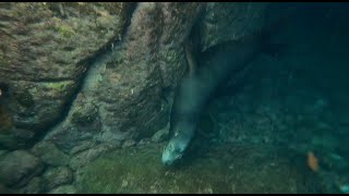 Swimming with sea lions, La Paz Mexico #lapazbcs #seaofcortez #sealions #espiritu