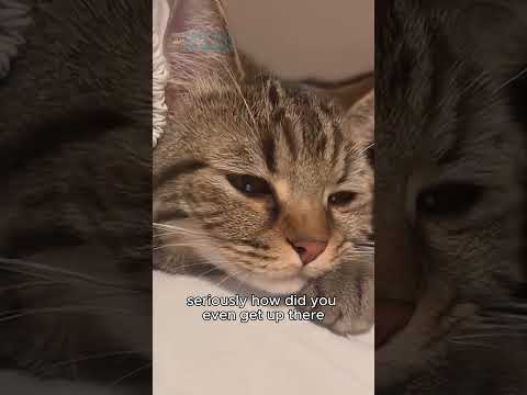 When Cats Have a ‘Mind of Their Own’ – So Hilarious! | Cats Like To Work #funnycats #catvideos #cats