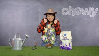 Blue Basics for Dogs | Chewy
