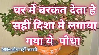 Crassula Plant Kis Disha Me Lagaye,  karasula Ka Podha Kaha Lagaye #कुबेराक्षी #धनकुबेर