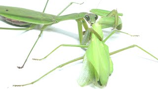 オオカマキリに外来種ムネアカハラビロカマキリを食わせた結果…