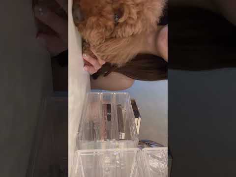 【asmr vlog】#トイプードル  #vlog #日常vlog #犬のいる暮らし #犬動画 #grwm