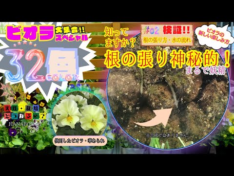 知っていますか？【ビオラ】根の張り神秘的・まるで妖精!!【ガーデニング】園芸・秋植え・植え方・育て方、根の張り方を観察してみよう！