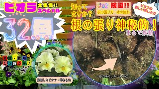 知っていますか？【ビオラ】根の張り神秘的・まるで妖精!!【ガーデニング】園芸・秋植え・植え方・育て方、根の張り方を観察してみよう！