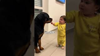 These Dogs Will Protect You No Matter What!