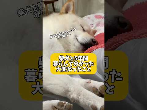 柴犬と5年間暮らして分かった大変だったこと。　#shorts #柴犬 #犬 #dog