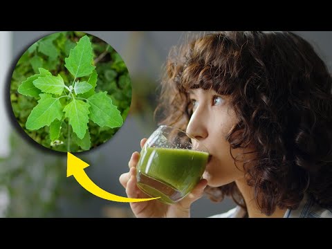 Discover Nature's Secret: Lamb's Quarters - The Ultimate Superfood for Health